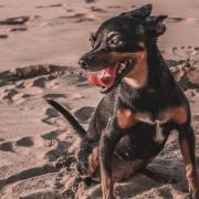 Two of the Uk's most dog friendly beaches are in Pembrokeshire.