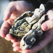 The oyster restoration project has commenced on the Milford Haven Waterway