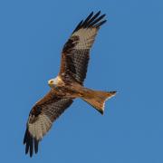 The oldest red kite ever recorded in Britain and Ireland has been found in south west Wales