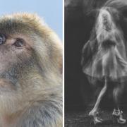 A number of ghost sightings including a barbary ape have been reported across Pembrokeshire
