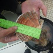 Scallops were collected, measured and aged by counting their growth rings before being released, alive, back to the waters.