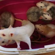 The rats were abandoned in yesterday 's freezing conditions in Pembroke Dock.