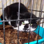 Peter the cat when he was rescued by the RSPCA