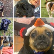 Could you be the forever home these dogs are looking for this Christmas?