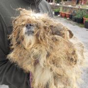 Many of the dogs had fur that was overgrown and matted and many were kept in cramped conditions reeking of faeces and urine.