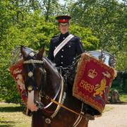 History-making drum horse Major Juno will be immortalised in art.