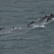 The superpod consisted of hundreds common dolphins.
