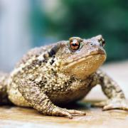 Volunteers are needed to help toads cross the road near St Davids.