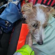 The lucky pup was rescued by the lifeboat crew.