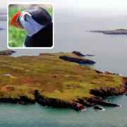 Skomer Island is world-renowned for its puffins.