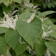 Japanese Knotweed in Pembrokeshire. Image from Environet.