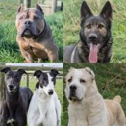 Our fabulous five this week from Greenacres Rescue