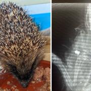 The RSPCA are appealing for information after a hedgehog was shot with an air gun in Haverfordwest.