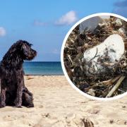 Palm oil is no stranger to Pembrokeshire beaches.