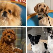 Five dogs from Greenacres Rescue looking for a second chance.