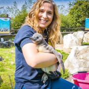 Keeper Catrin with Mozzarella the Humboldt penguin chick