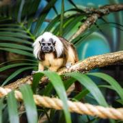 There are two cotton tail tamarins have arrived at Folly Farm