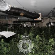Police seized around 800 plants from a suspected cannabis farm at the vacant Mountain Gate in Tycroes.