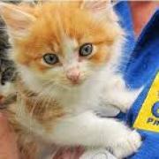 Cats Protection volunteers help 157,000 cats a year.