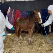 The charity thanked the RSPCA, World Horse Welfare, Dyfed-Powys Police and veterinary professionals involved in the operation