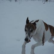 My Retired Greyhound, King, having a run in the snow