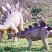 Win a season ticket to Tenby Dinosaur Park by naming the baby stegos