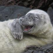 Today's Western Telegraph Camera Club picture of the day is of this happy seal pup taken by Amberley Braham.