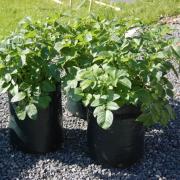 Our potatoes growing in their sacks.