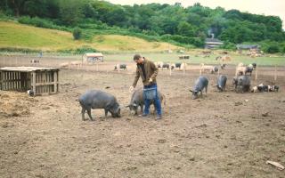Wild boar have helped Red Valley Farm to their sausage success