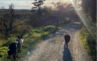National Trust Cymru have unveiled some of the most picturesque country trails at their sites across Wales, all of which are dog friendly.