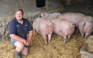 Stuart Williams says the business is now reliant on income from its pig herd. Picture: Debbie James
