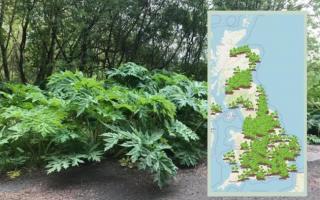 Giant Hogweed can cause massive blisters, ulcers and even blindness