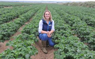Mary Raymond with her family’s potato crop at Trenewydd. Picture: Debbie James