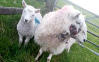 Several sheep have been found recently with severe bite type injuries in the Trecastle area