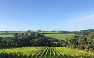 Velfrey Vineyard in Narberth hosted a tasting session as part of Welsh Wine Week.