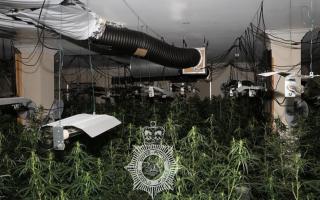 Police seized around 800 plants from a suspected cannabis farm at the vacant Mountain Gate in Tycroes.