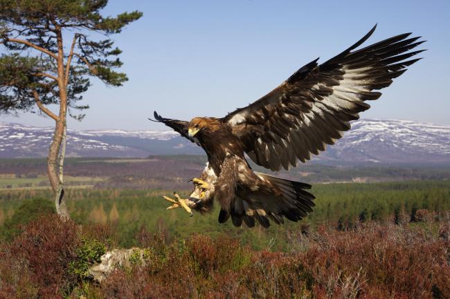 A golden eagle in flight in Scotland